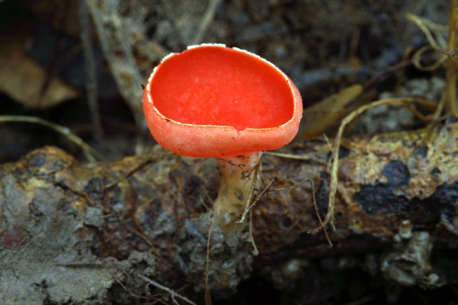 Саркосцифа алая гриб
