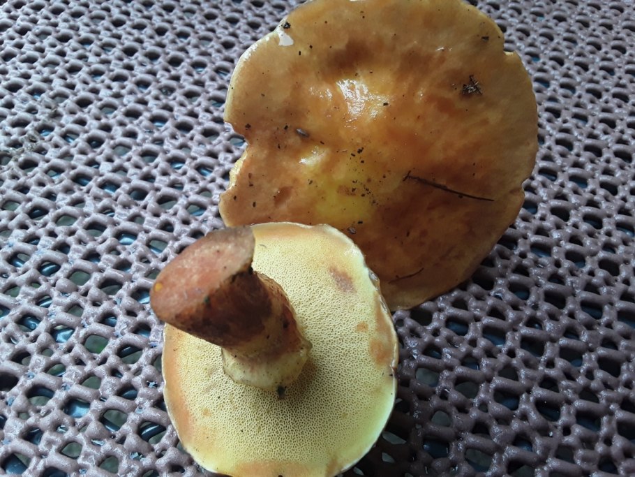 Паутинник пурпурный