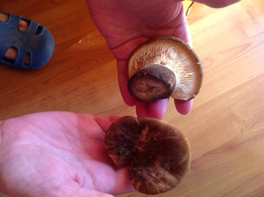 Лисичка под шляпкой