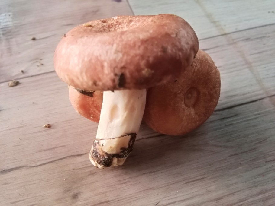 Подосиновик синеет