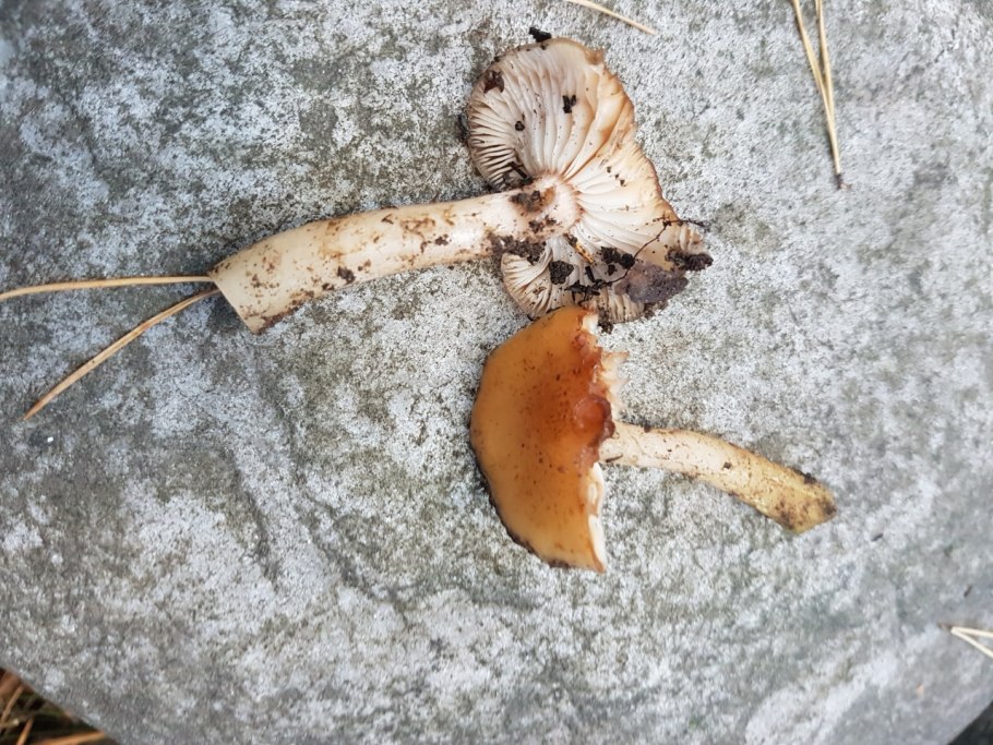 Волнушка гриб СПБ