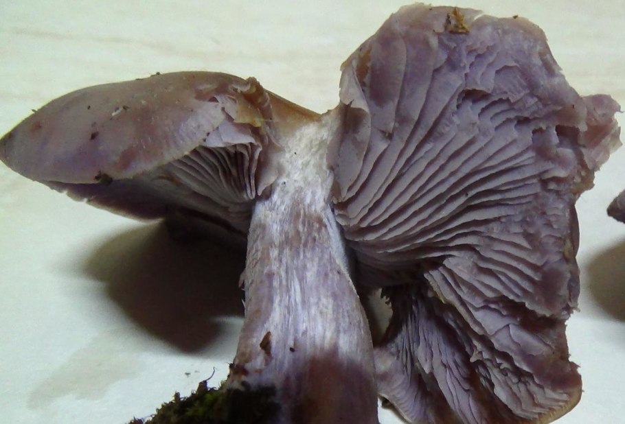 Ведьмин гриб рядовка лиловая