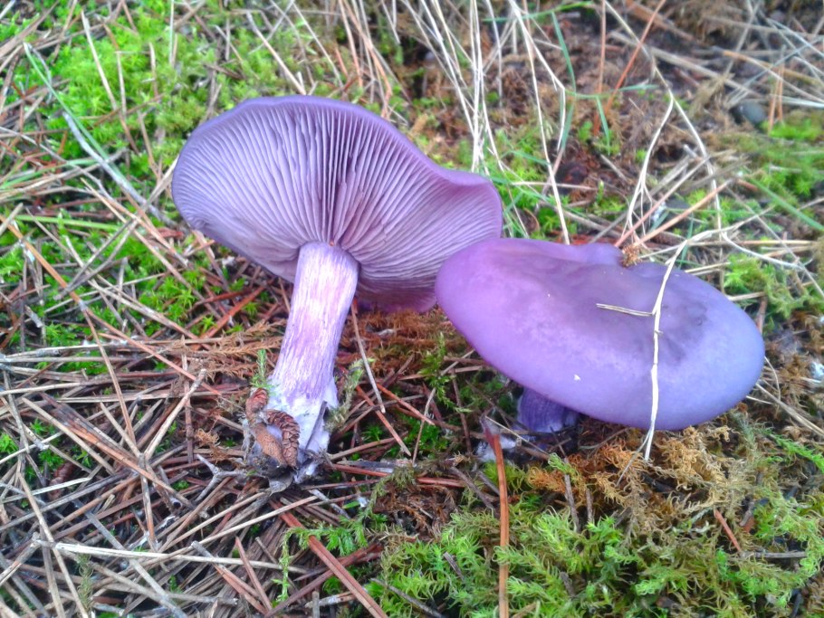 Паутинник багряный Cortinarius PURPURASCENS
