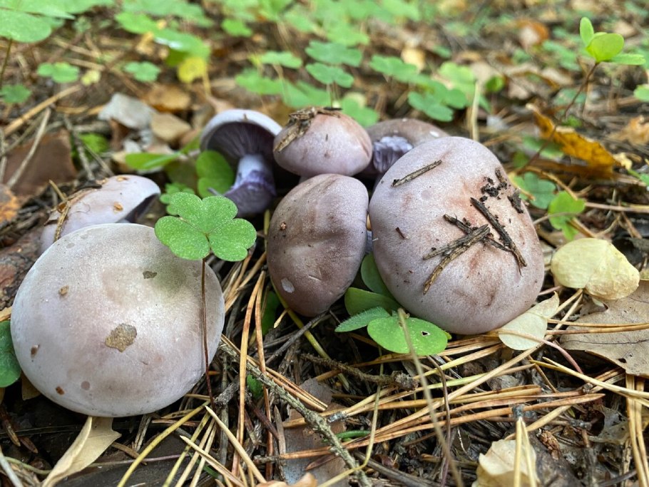 Рядовка Фиалковая Lepista