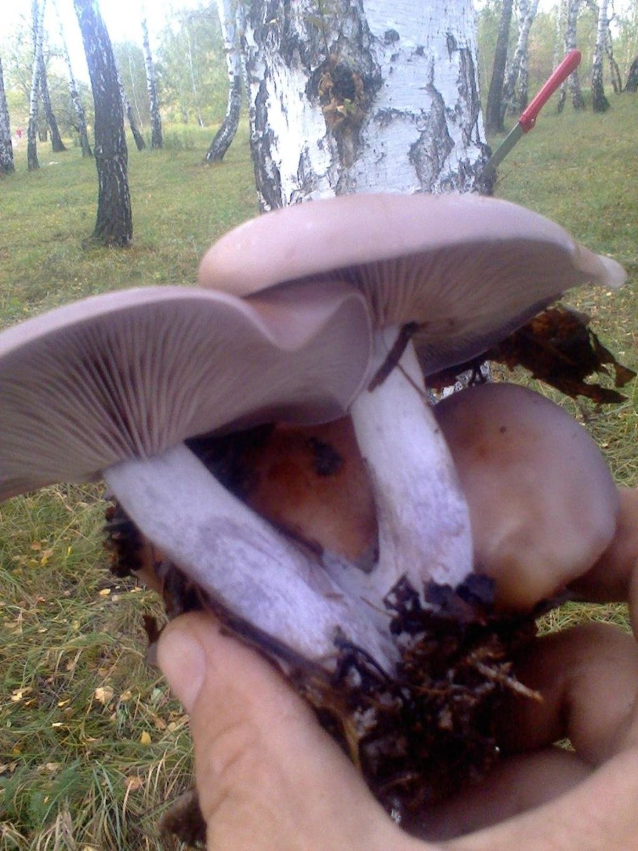 Рядовка синеножка