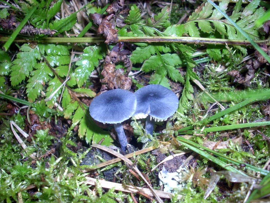 Рядовка фиолетовая съедобная