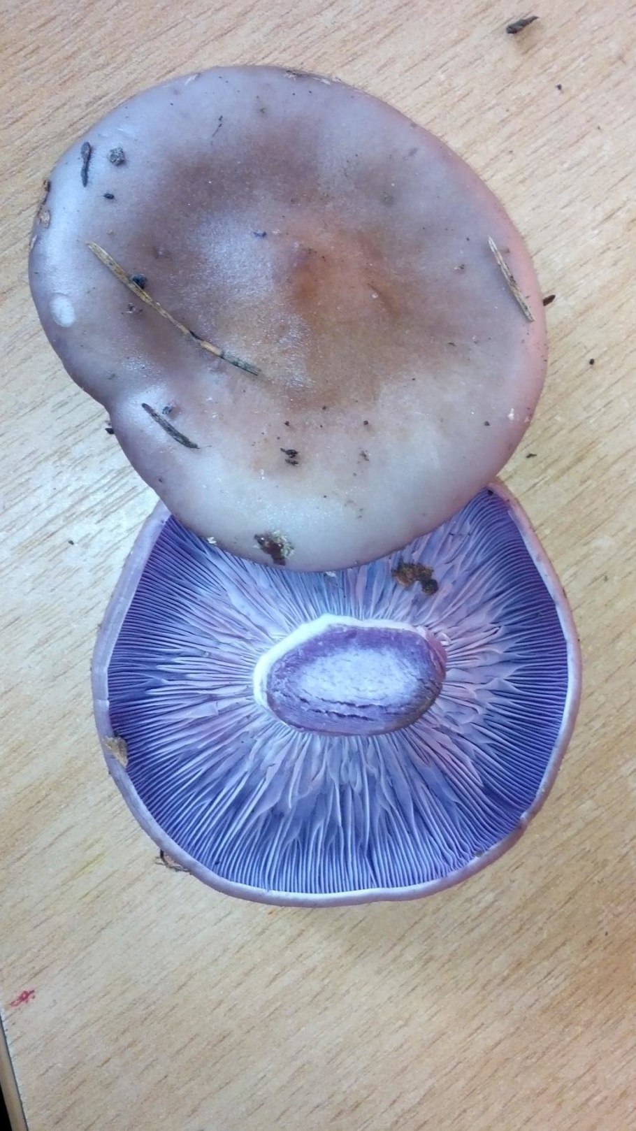 Гриб рядовка фиолетовая