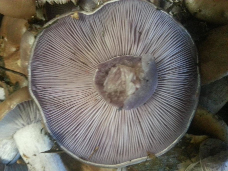 Паутинник лиловый