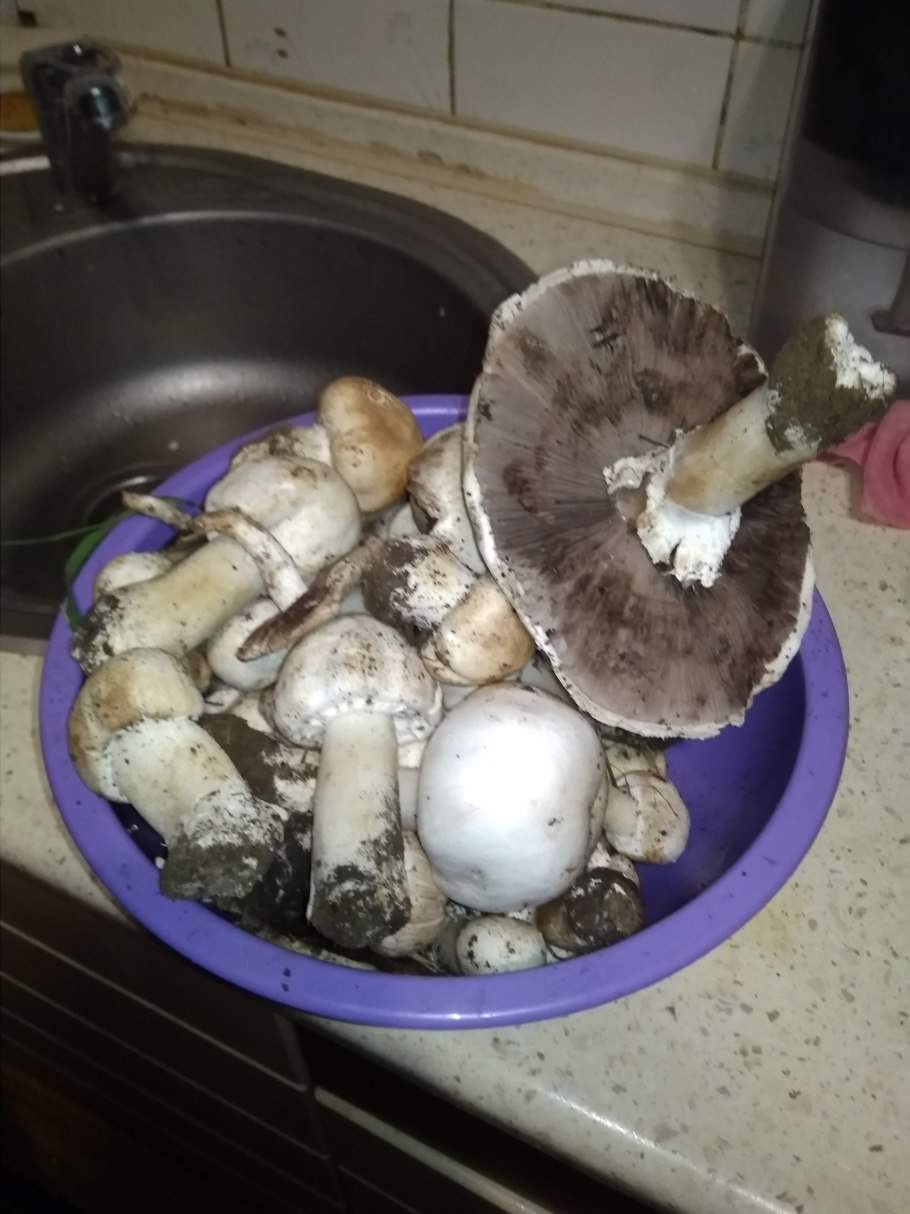 Пластинчатые грибы синяя ножка