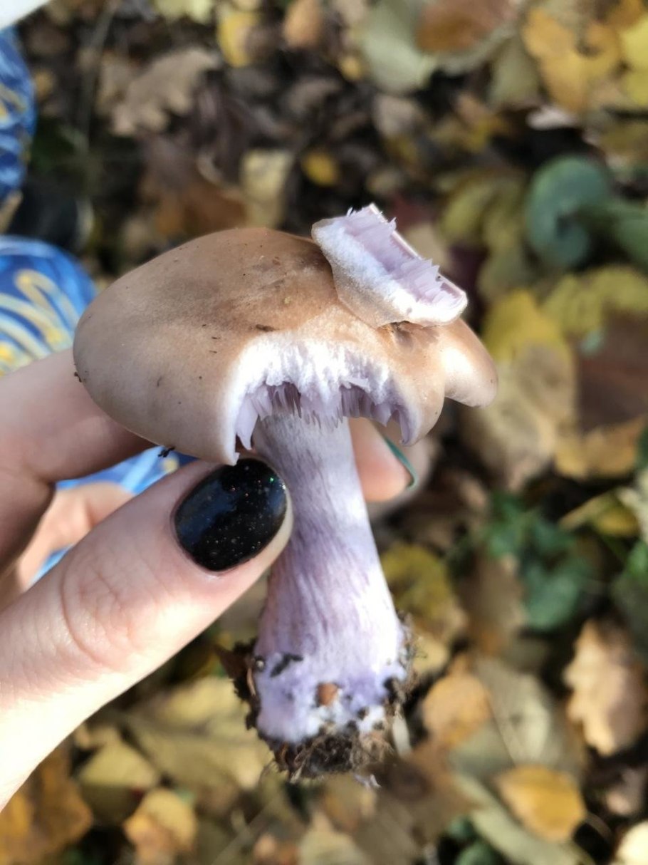 Грибы Синюшки и паутинник