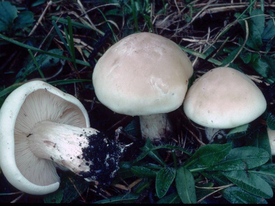 Рядовка фиалковая lepista irina