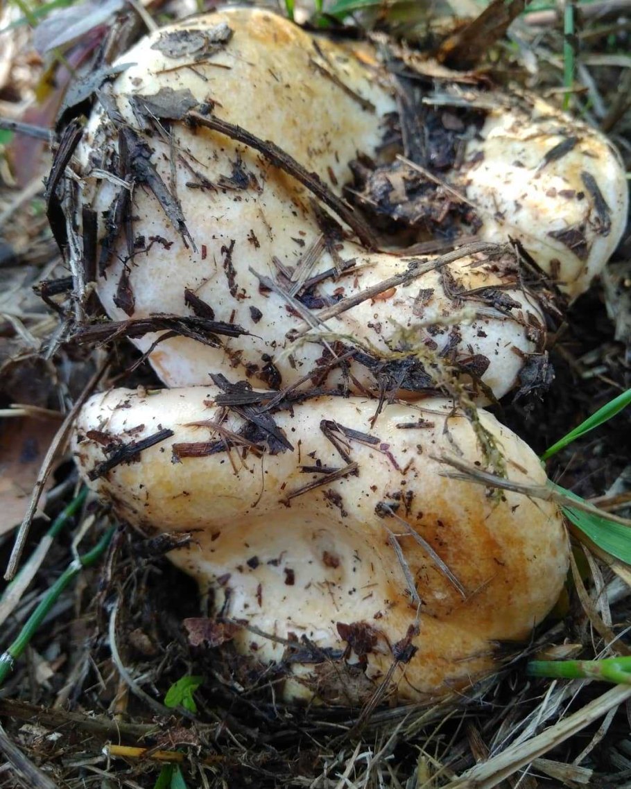 Боровой груздь