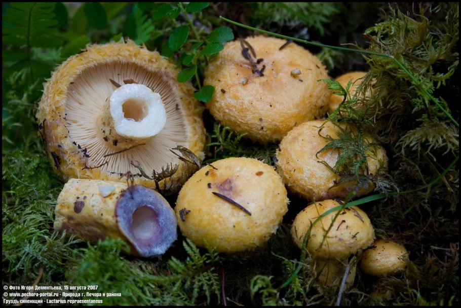 Груздь синеющий (Lactarius repraesentaneus)
