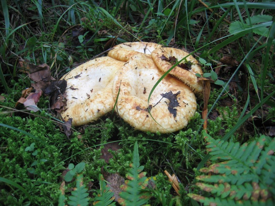 Поляна груздей