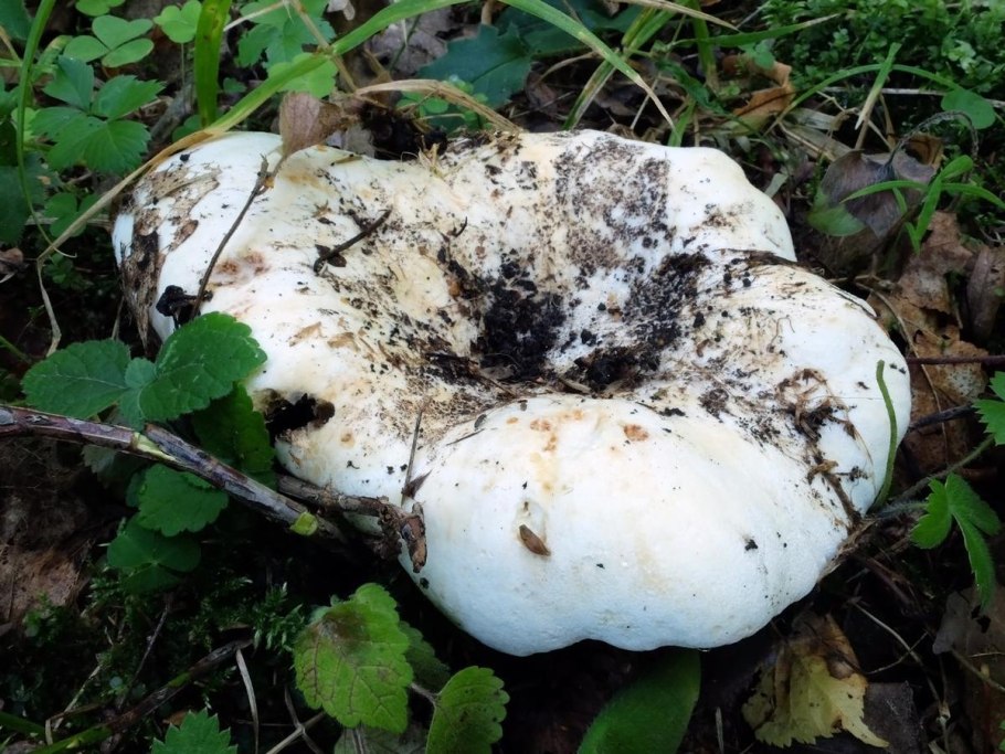 Груздь скрипица