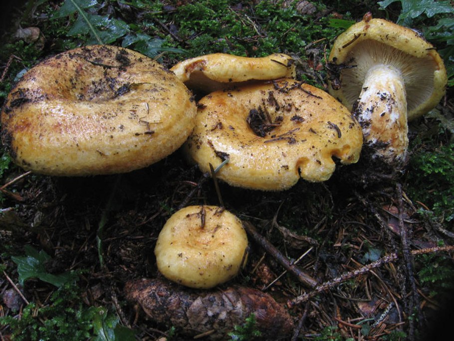 Груздь жёлтый Lactarius scrobiculatus