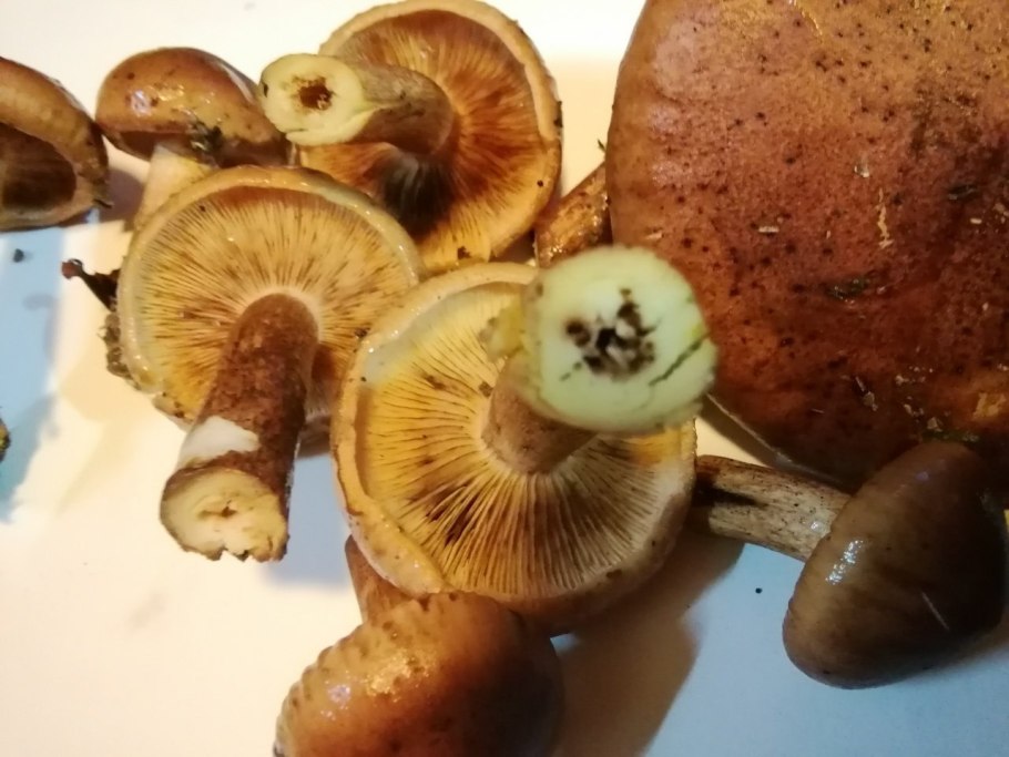 Рядовка желто коричневая