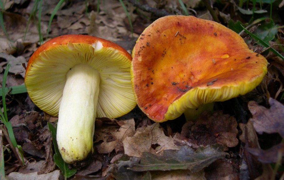 Сыроежка золотистая Russula aurata