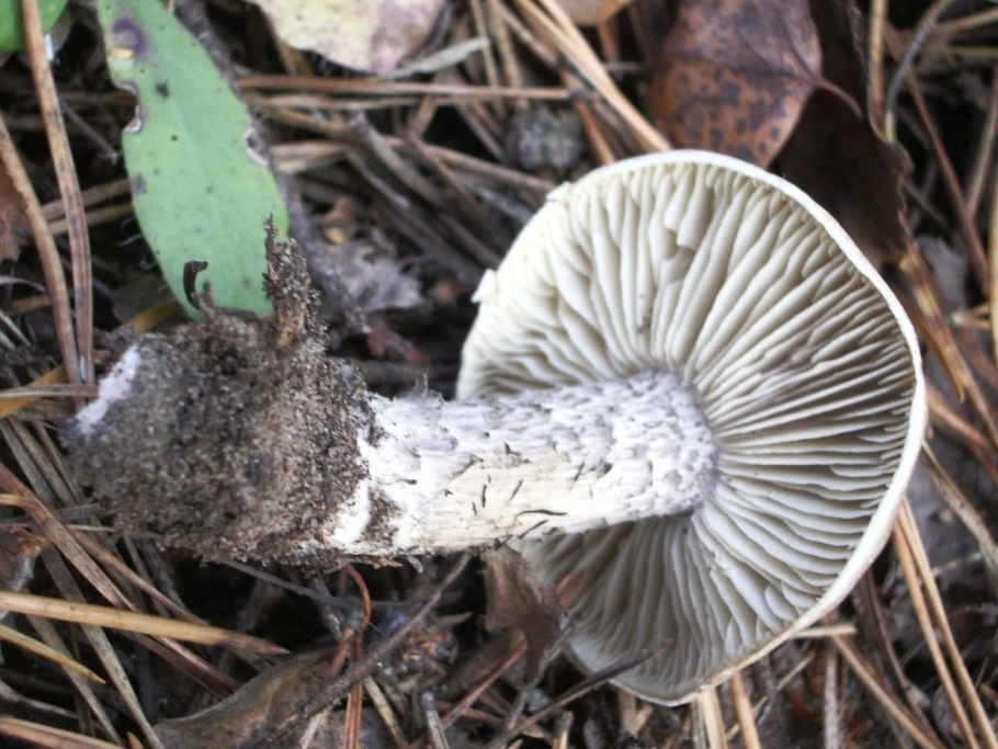 Рядовка серая Tricholoma saponaceum