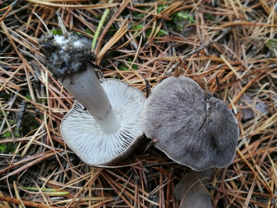 Рядовка штриховатая (Tricholoma portentosum).