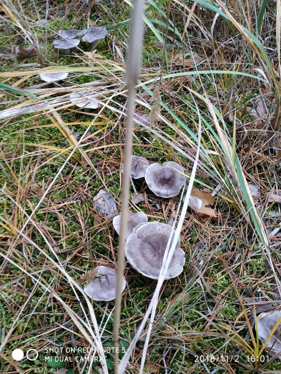 Рядовка мацутакэ