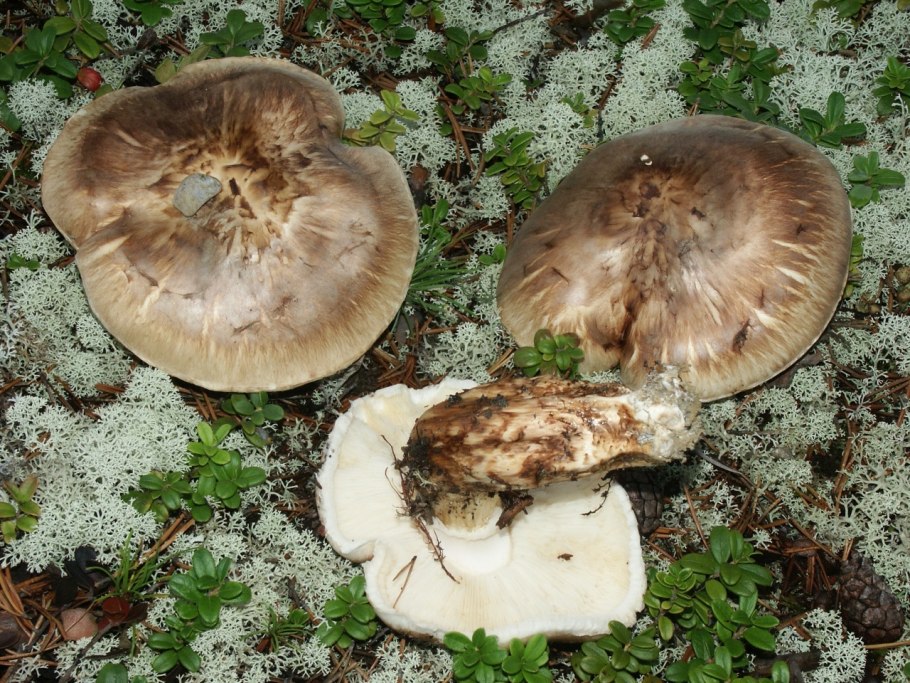 Tricholoma saponaceum