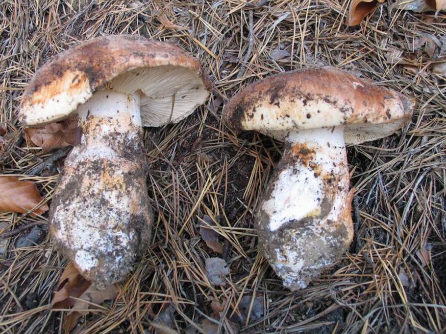 Рядовка опоясанная Tricholoma cingulatum
