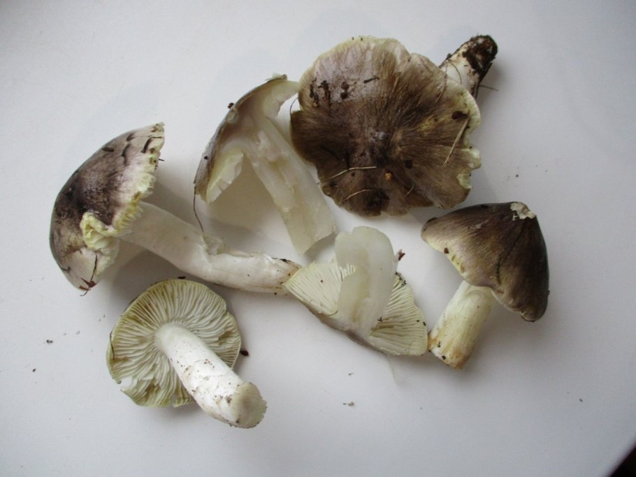 Лиофиллум скученный