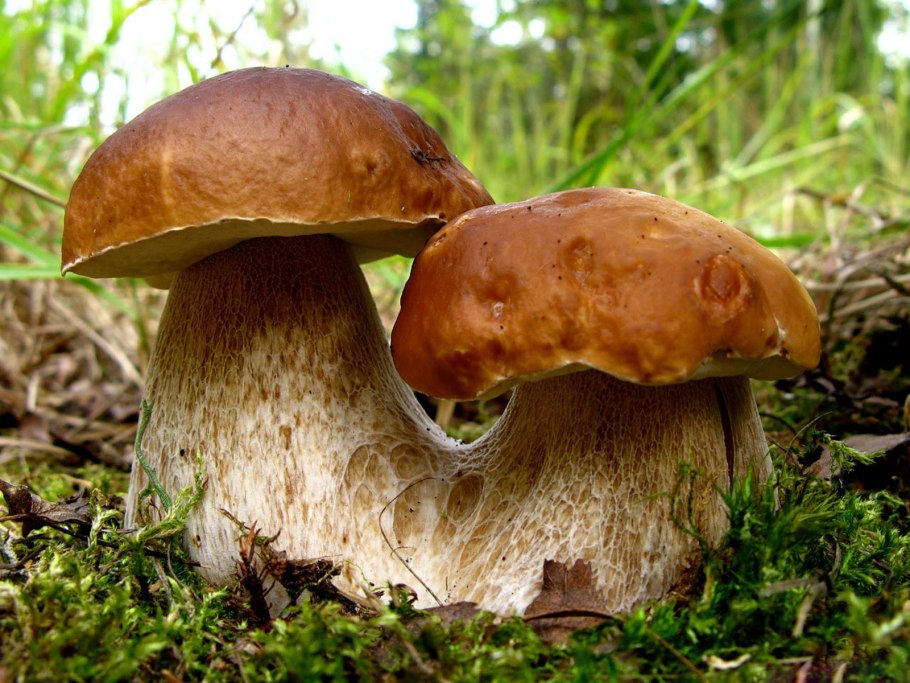 Грибы Boletus edulis