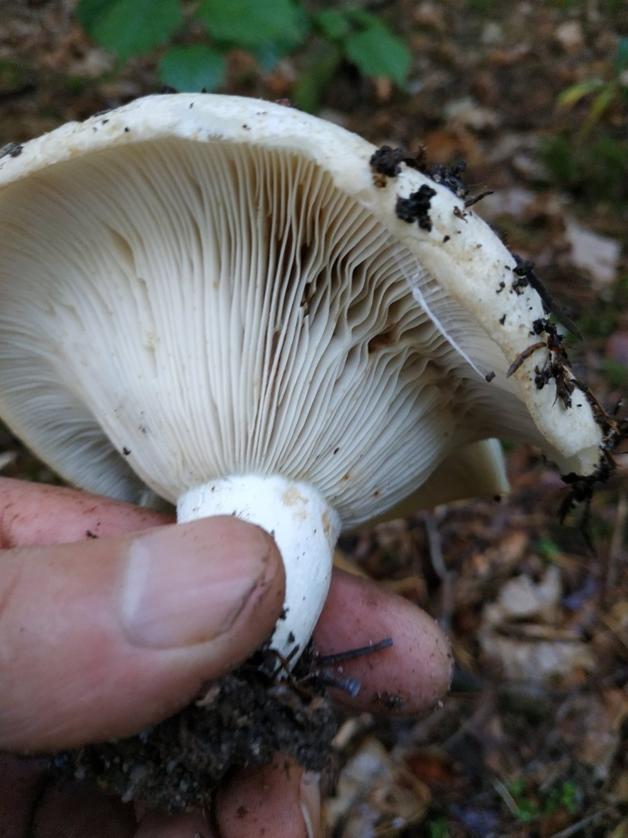 Гриб подгруздок черный