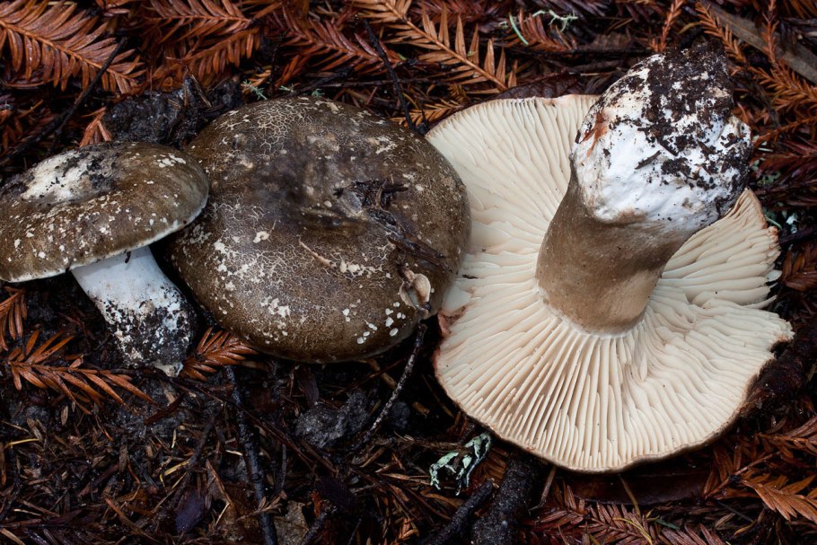 Russula Delica (подгруздок белый)