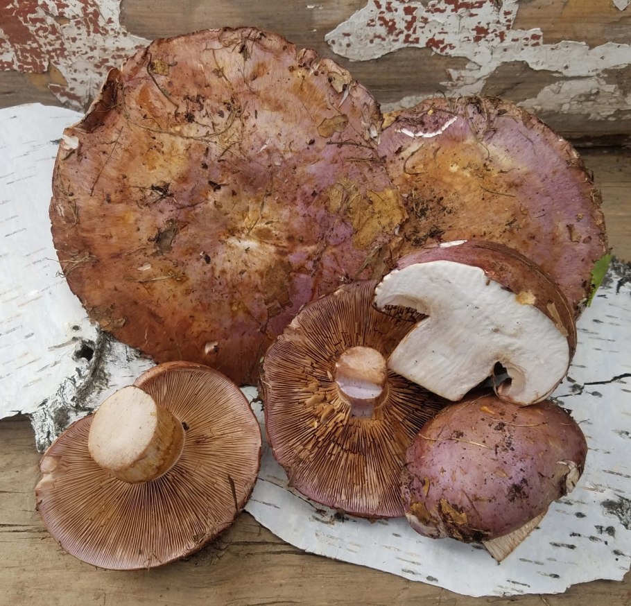 Грузди московские