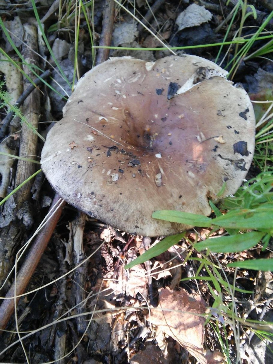 Подгруздок белый