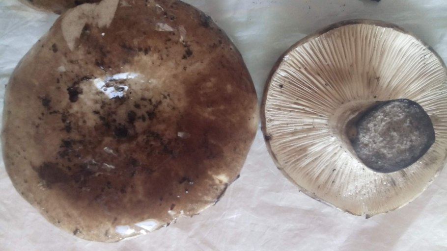 Темно коричневый гриб