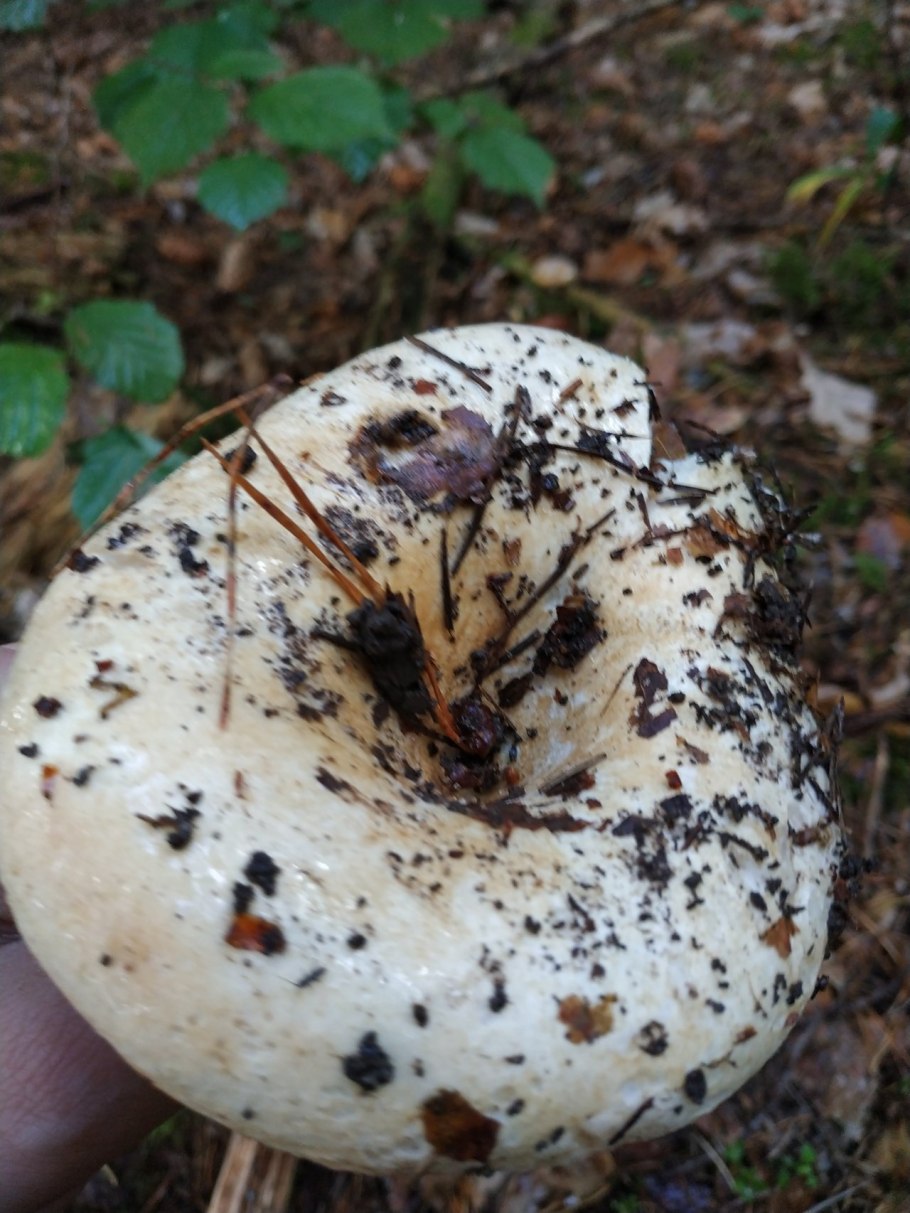 Подгруздок чёрный Russula adusta.