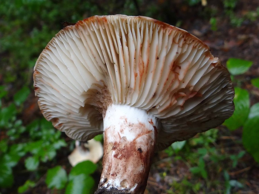 Russula Delica (подгруздок белый)