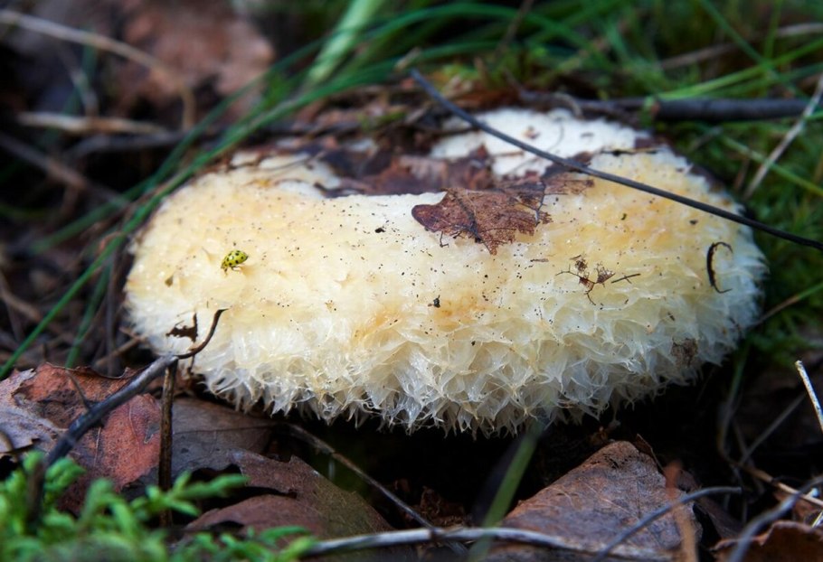 Гриб коралловый шитаки