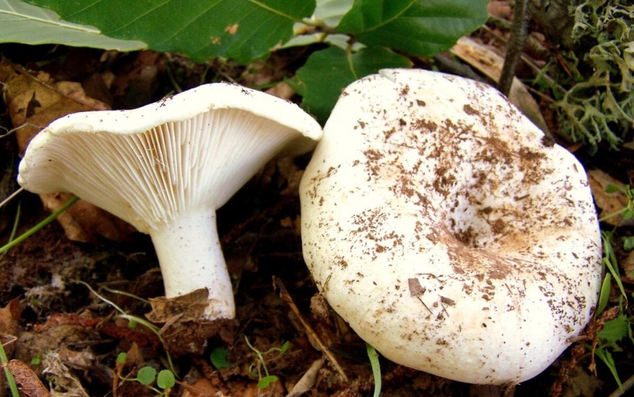 Russula Delica (подгруздок белый)