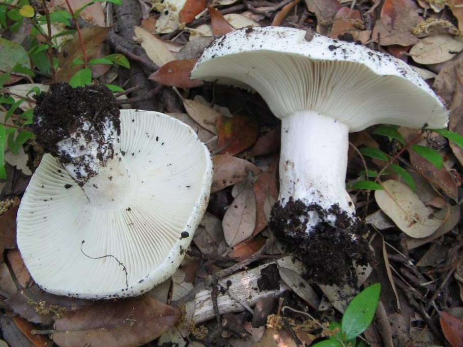 Подгруздок Russula adusta