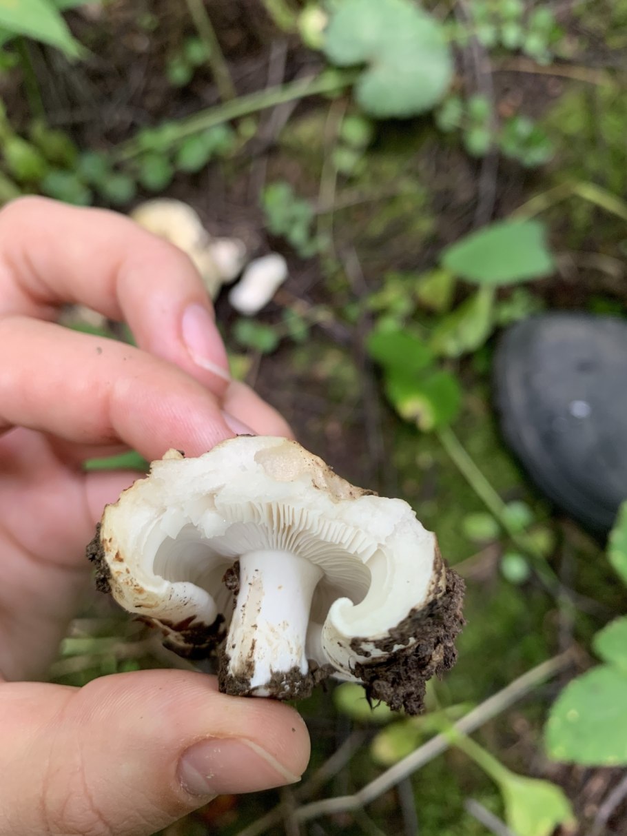 Сыроежка черная, подгруздок черный