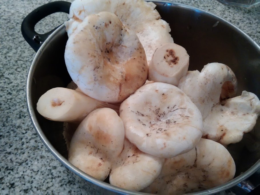 Волнушка белая Белянка