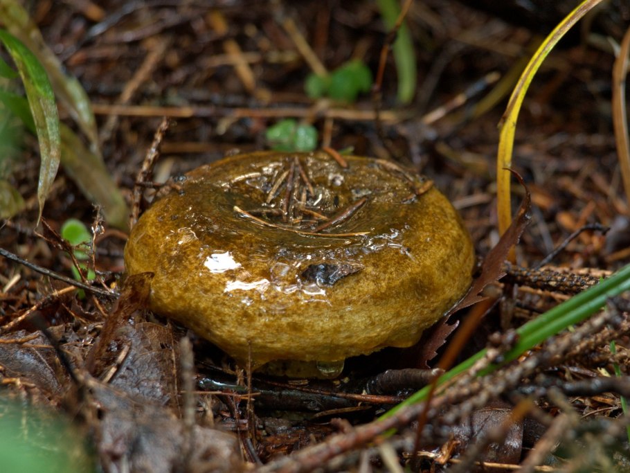 Груздь жёлтый (лат. Lactarius scrobiculatus)