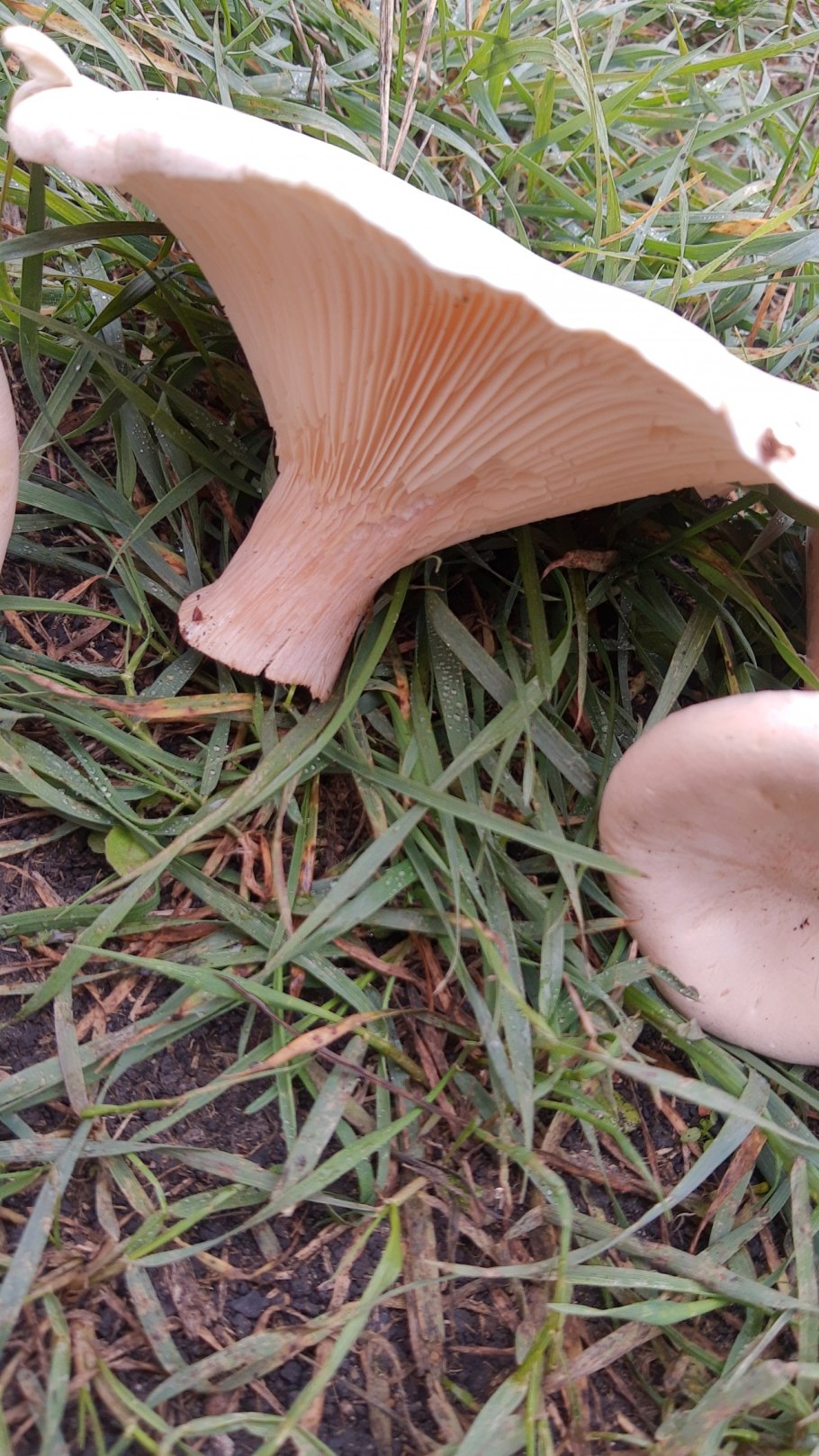 Млечник лиловеющий