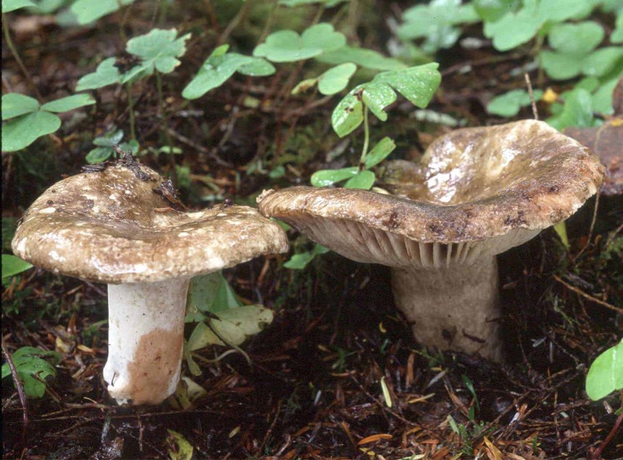 Подгруздок чёрный russula adusta