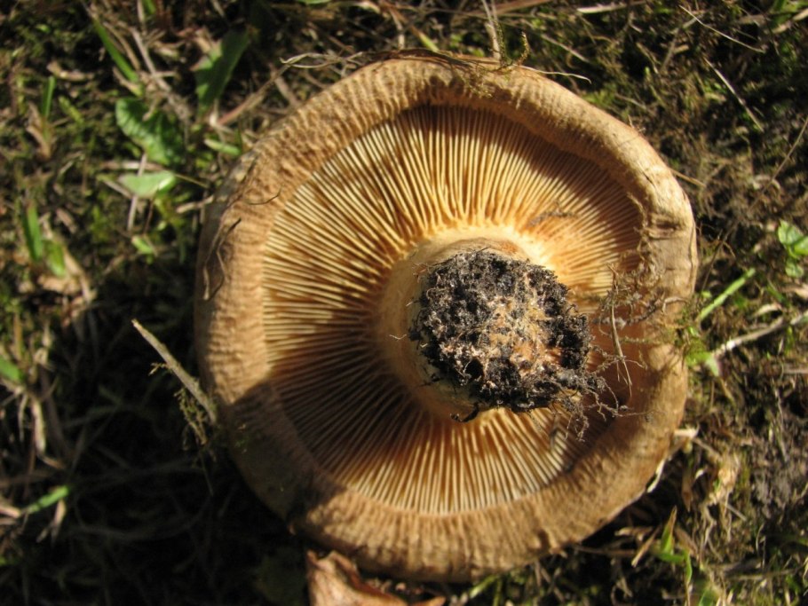 Гриб белый груздь