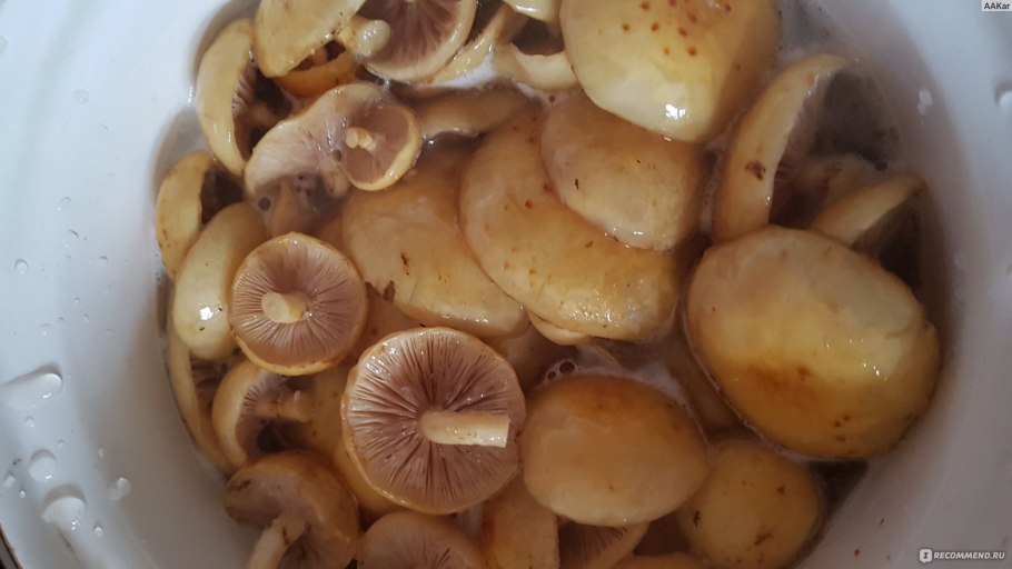 Опята в лесу Алтая