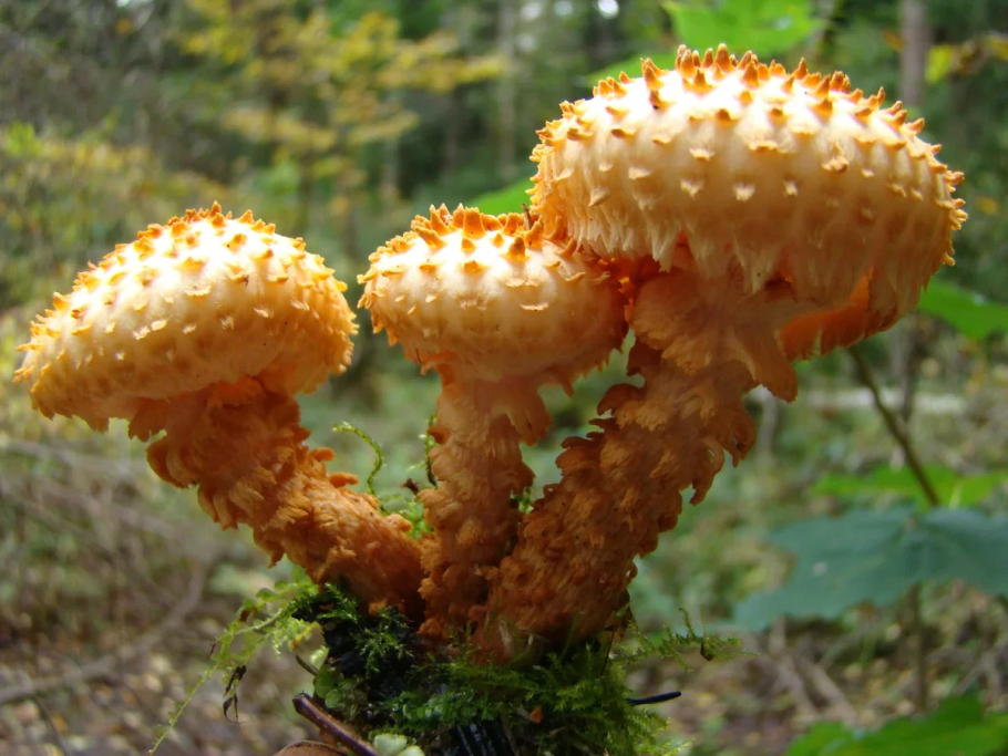 Чешуйчатка обыкновенная Pholiota squarrosa