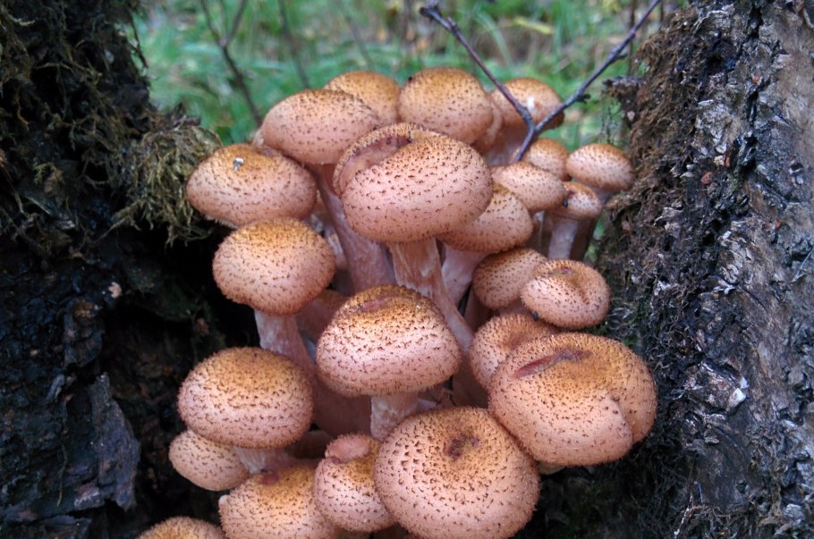 Armillaria mellea; Armillaria Borealis