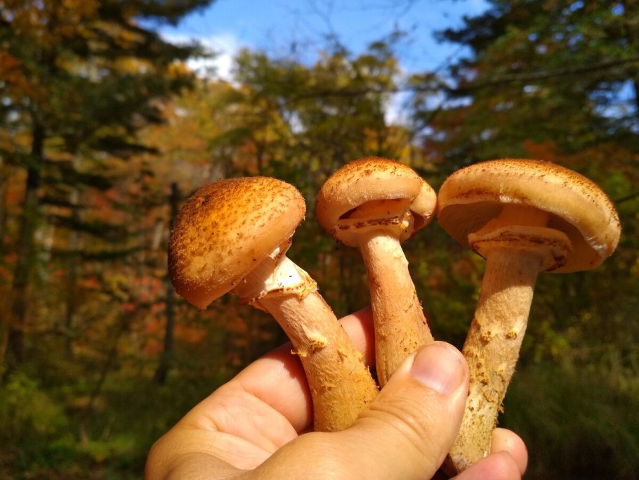 Королевские опята