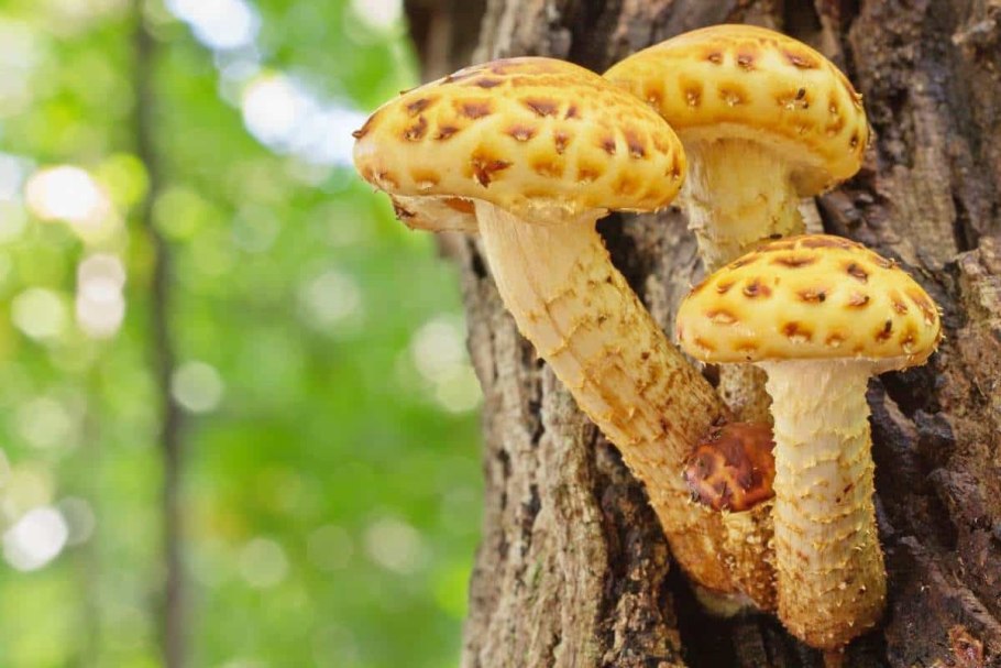 Чешуйчатка золотистая (Pholiota aurivella)